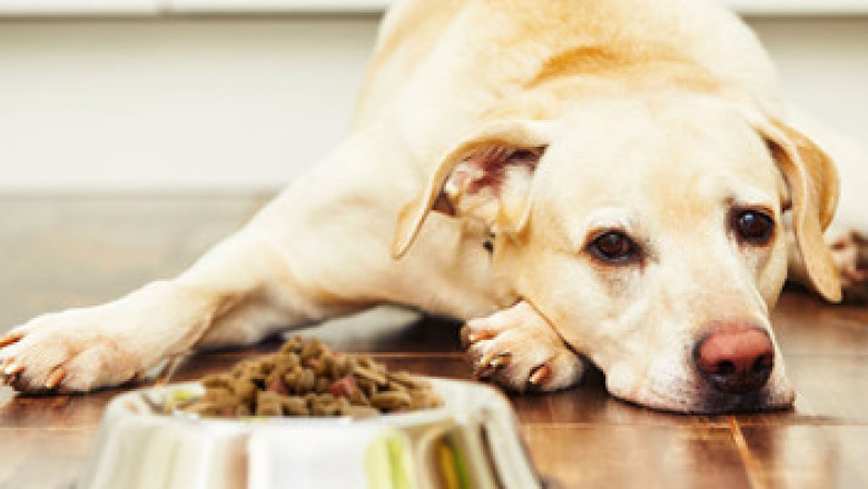 Why Pet is not Eating From Few Days – Possible Causes & Things