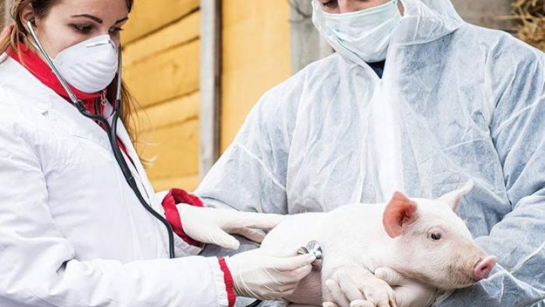 Classical Swine Fever Vaccines Market to Showcase Robust Growth By Forecast to 2030