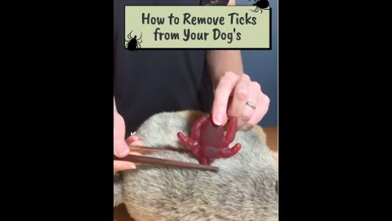 How to Remove Ticks From a Dog at Home?