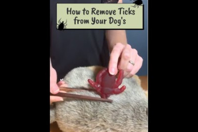 How to Remove Ticks From a Dog at Home?
