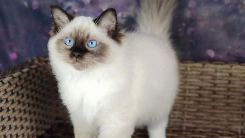 Russian blue kittens for sale