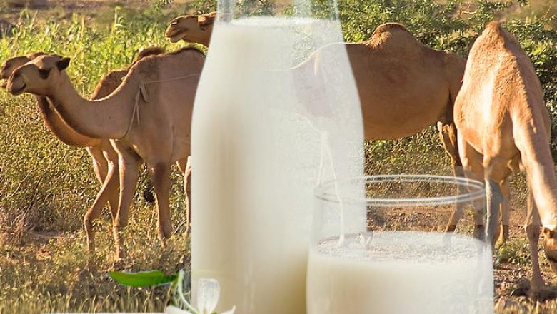 UAE Camel Dairy Market 2026: Overview, Trends, Size, Share and Key Players