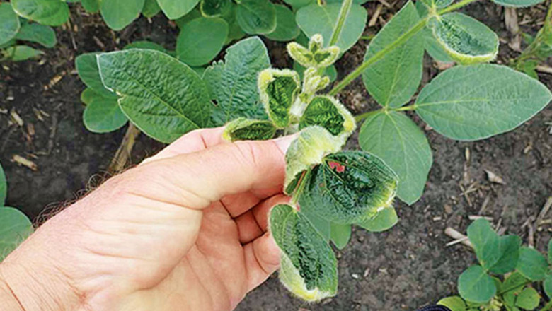 Growing Population and Increased Emphasis on Food Security Contribute to the Growth of the Dicamba Market