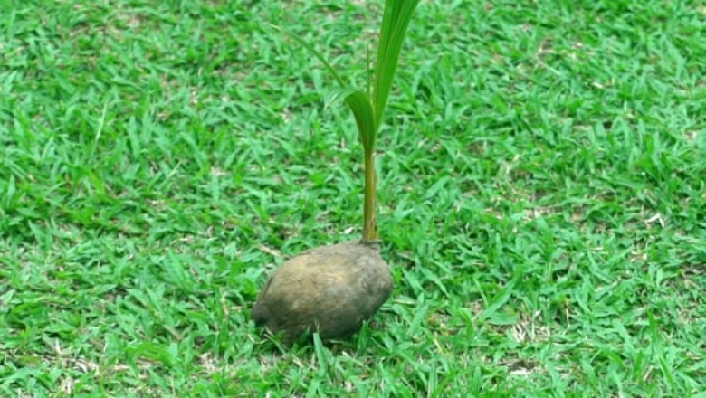 Sri Lanka: Land of Riococo