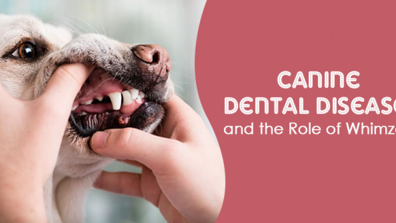 Canine Dental Diseases and the Role of Whimzees