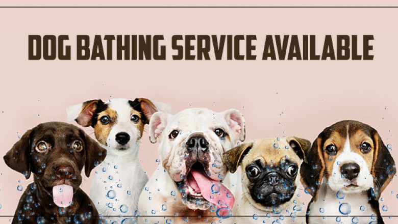 Professional Dog Bathing Service In Delhi NCR