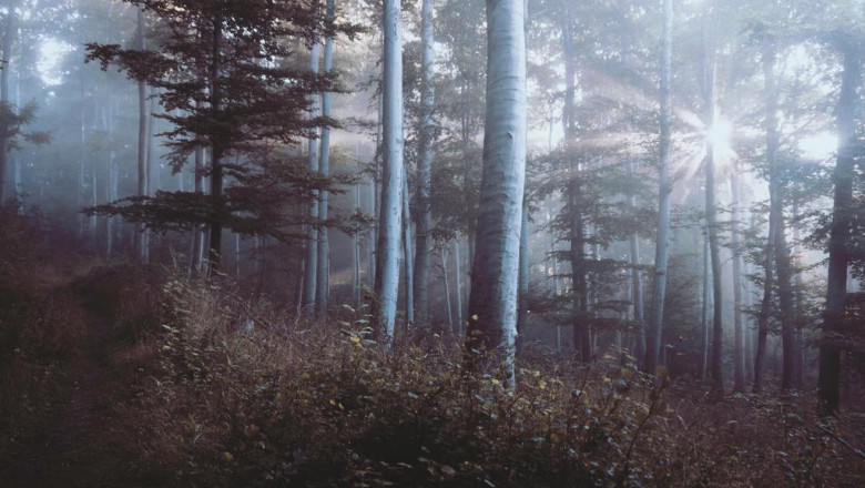 8 videos about rest pause training thatll make you cry