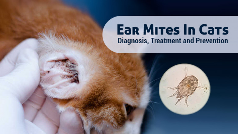 Ear Mites In Cats: Diagnosis, Treatment and Prevention