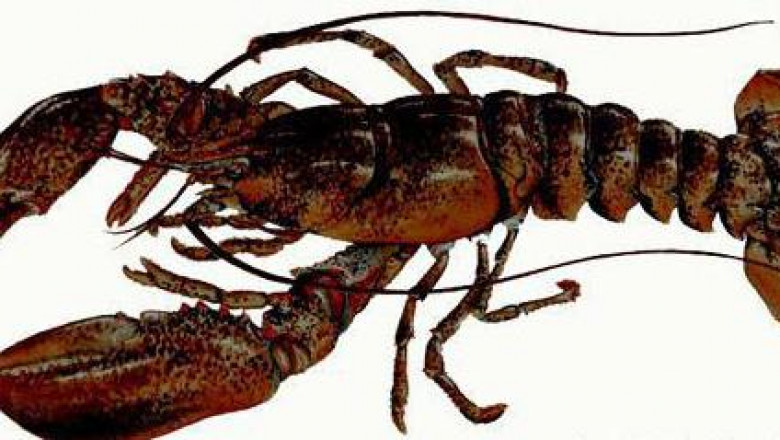 Similar to keratin, chitin has a structural function