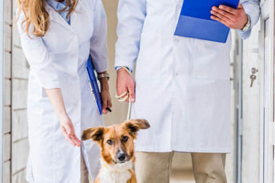 Deciding on The Leading Veterinarians For your Pet