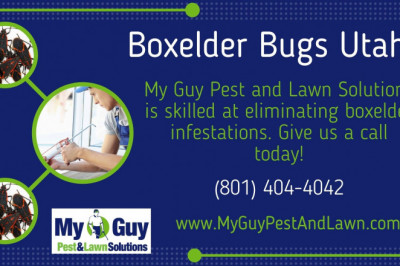 Bed bugs and box elder bugs control – Utah
