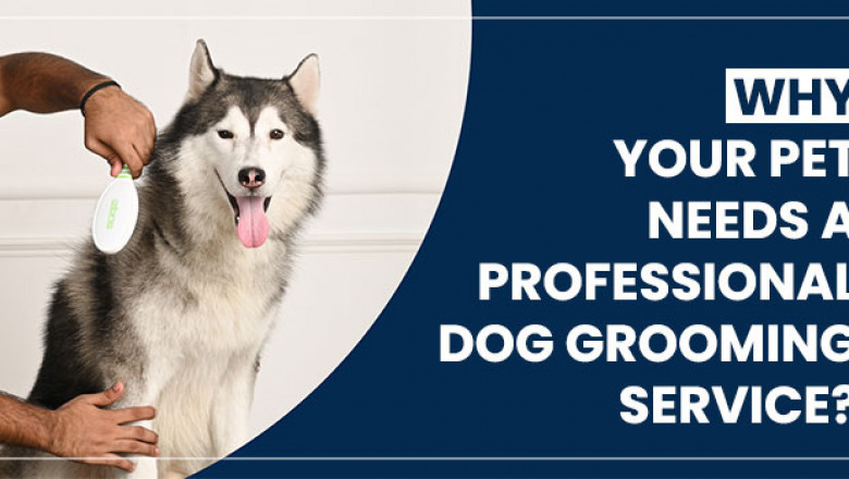 Why Your Pet Needs A Professional Dog Grooming Service?