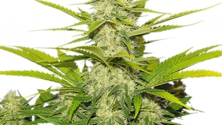 The Role of Genomic Imprinting in Plants with Hybrid Seeds