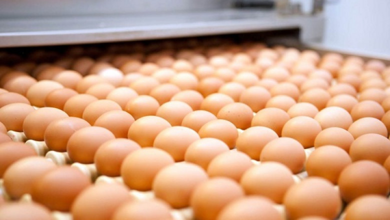 Global Egg Processing Equipment Market is Projected to reach USD 34.5 Billion by 2028 at a CAGR 2.8%