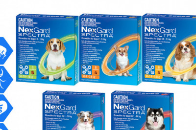 NEXGARD SPECTRA Prevent and Treat Fleas, Tick and Worms in Dogs