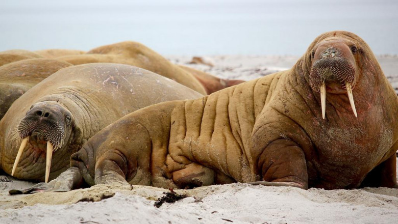 obtain straighter teeth with invisalign r in london on