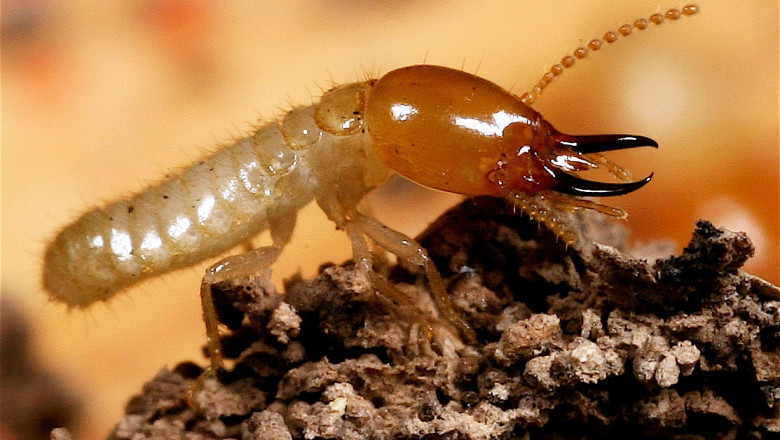 The global termite control market: trends, size, growth, opportunities, and forecasts to 2025