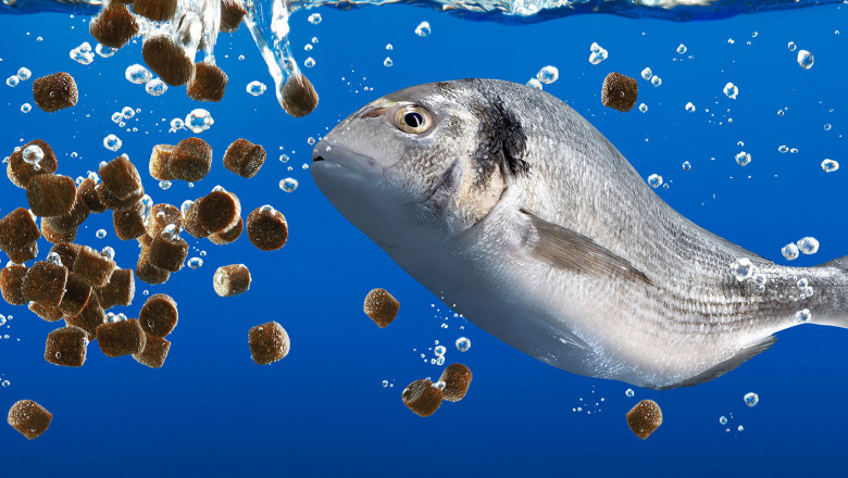 Trends, Share, Size, Growth, Opportunity, and Forecast 2022-2028 for the Global Ornamental Fish Feed Market