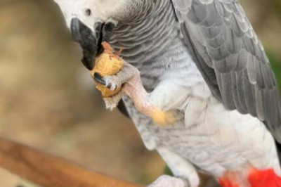 African Grey Parrot Facts To Help Make Buying Decisions