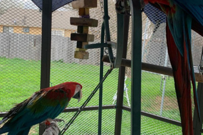 Macaw Parrots - 8 Facts About Pet Macaws