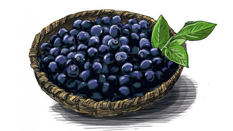Acai berry market growth is driven by rising demand for health supplements containing acai berries