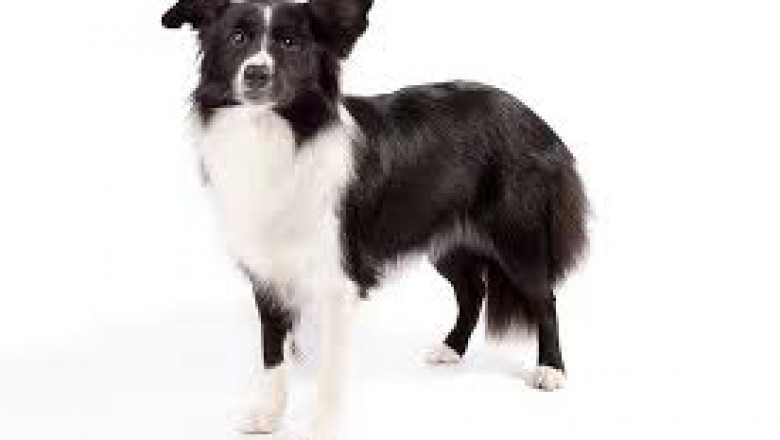 The Border Collie is a Wonderful Dog