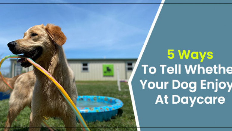5 Ways To Tell Whether Your Dog Enjoys At Daycare