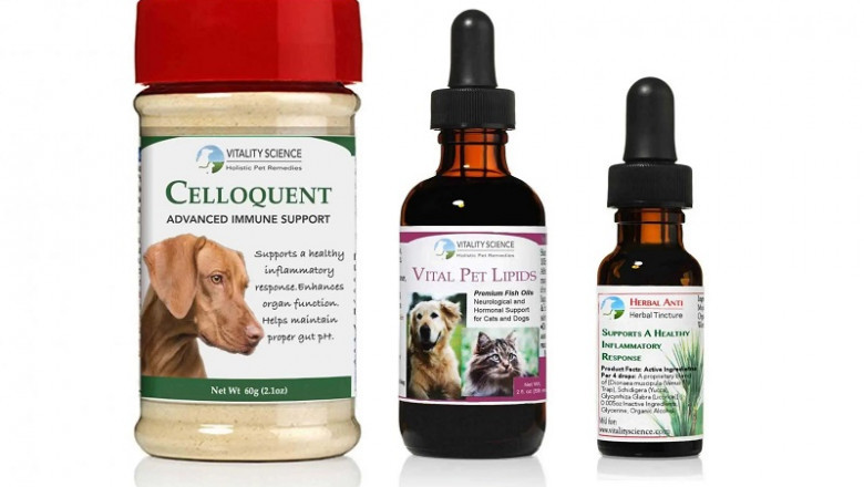 Cancer Treatment for Dogs