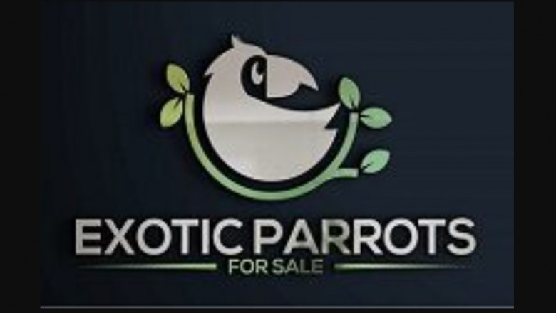 Buying A Parrot? Things You should Look at