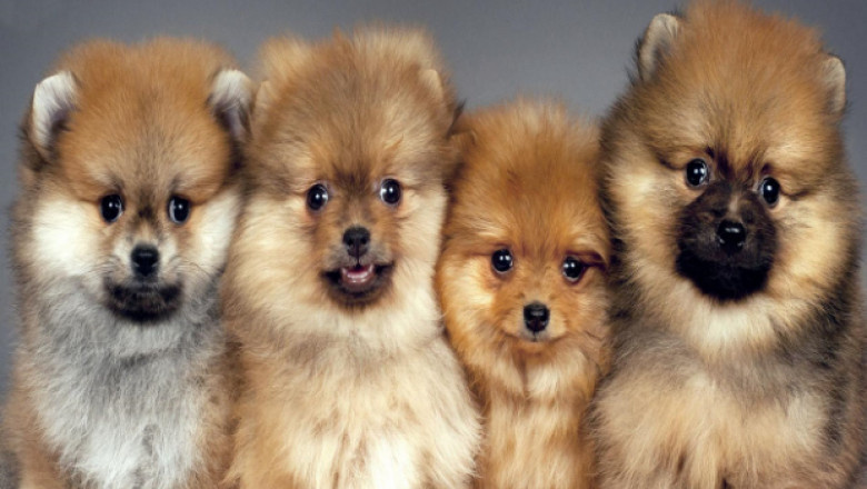 Teacup Pomeranian puppies for sale | Pom puppies for sale