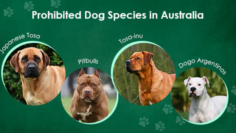 Prohibited Dog Species in Australia