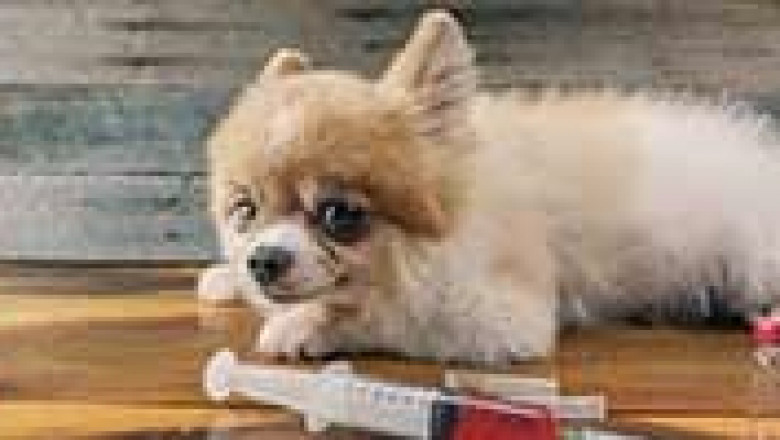 The Future of Animal Treatment Market