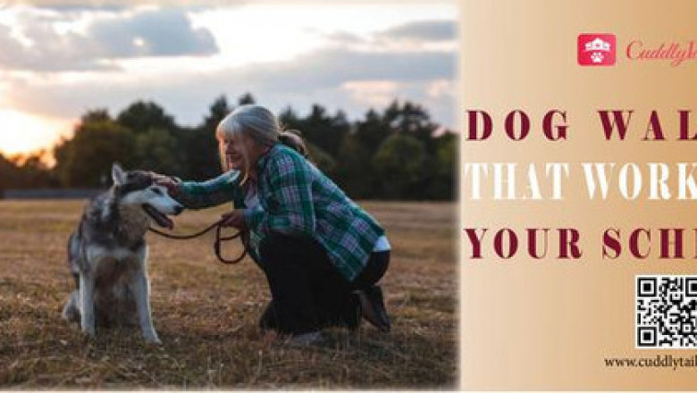 Dog Walking Boston Massachusetts