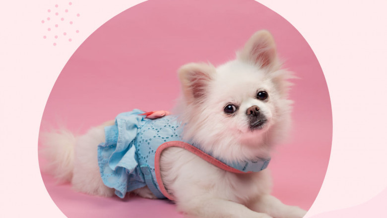 dog sitting services to Las Vegas, Nevada