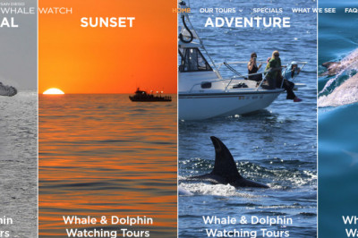 Whale watching in San Diego to get the best whale eye sight