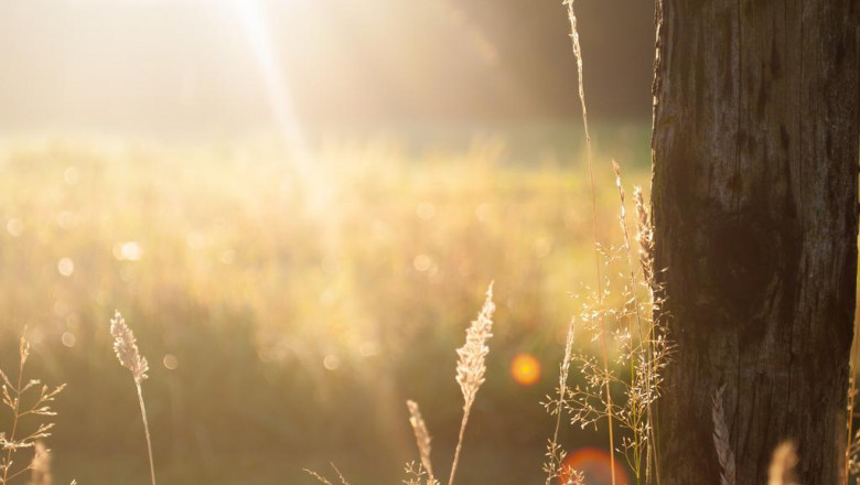 10 indoor plants that decrease respiratory system issues