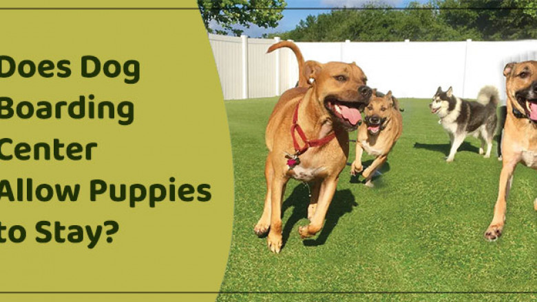 Does Dog Boarding Center Allow Puppies to Stay? - Another Home