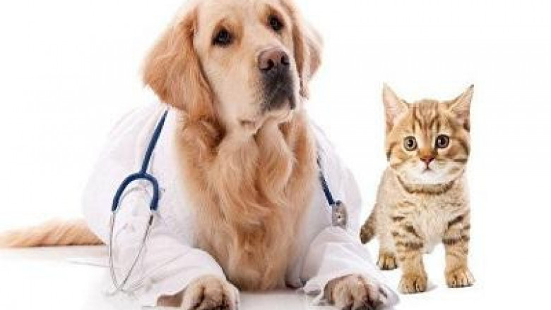 Global Animal Parasiticides Market Trends Analysis, Recent Demand, and Forecast, 2022-2028