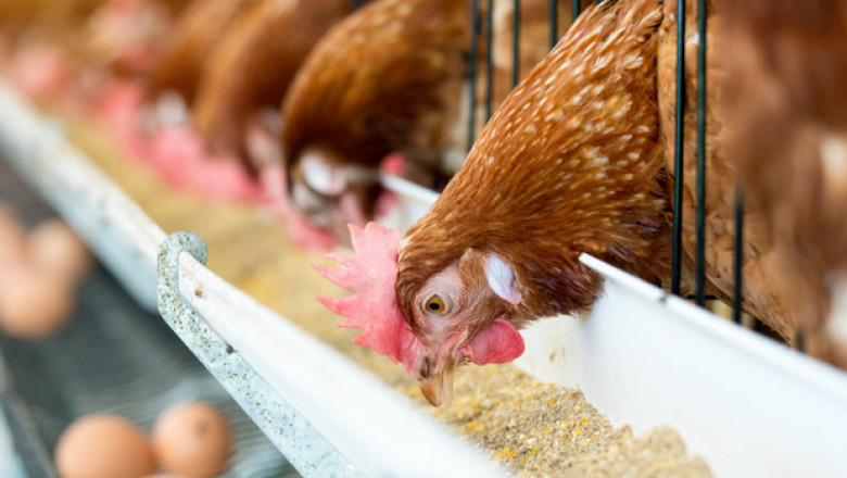 Poultry Meat Feed Market Outlook, Share, Trends And Forecast 2030