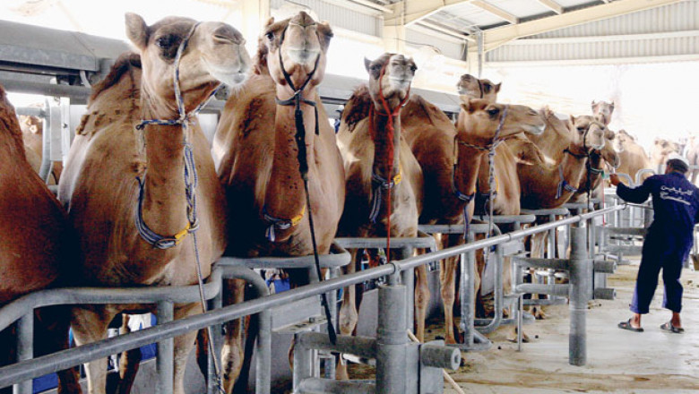 Saudi Arabia Camel Dairy Market 2021: Size, Share, Trends, Demand and Forecast 2026
