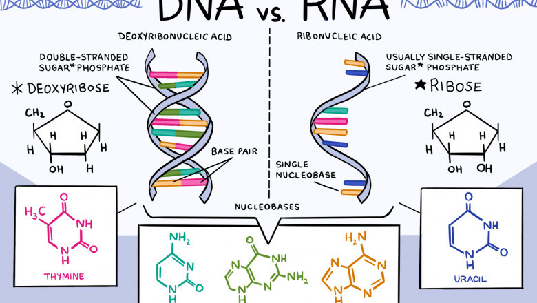 Difference Between Dna And Rna