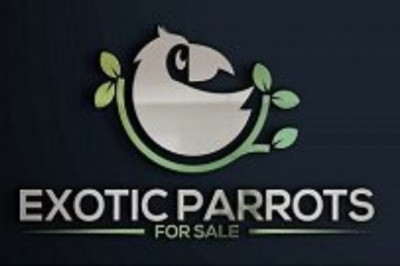 Parrots As Pets for everybody