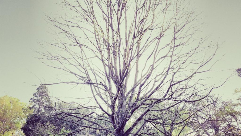 hire android programmer online