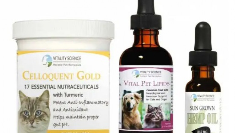 best cat food for cancer