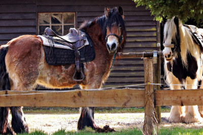 Horse Showing With Dale Chavez Saddles