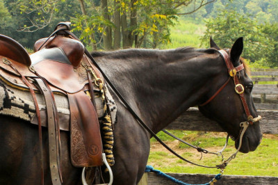 What Are Gaited Horse Saddles?