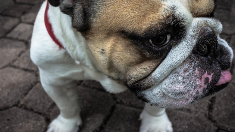 lil luigi le peppe usage tips and recommendations buy pizza oven outdoor