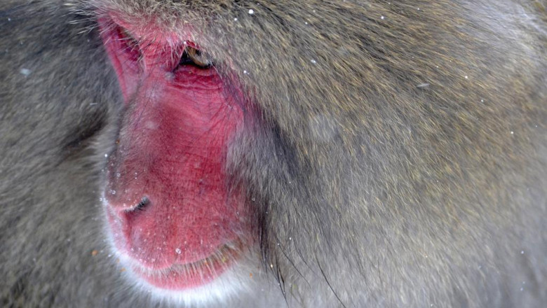 the 4 best personal outdoor pizza ovens to use for your pizza ovens