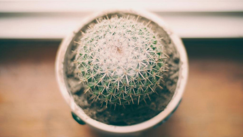 10 startups thatll change the magic mushrooms industry for the better