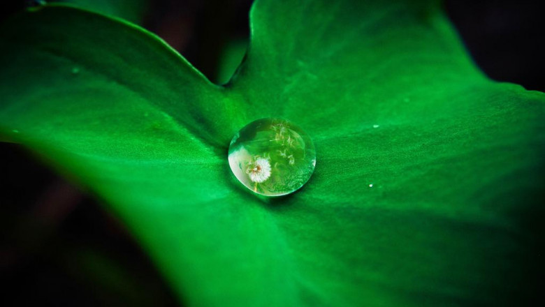 5 laws anyone working in magic mushrooms should know